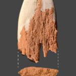 13,900-Year-Old Projectile Point Found in Washington