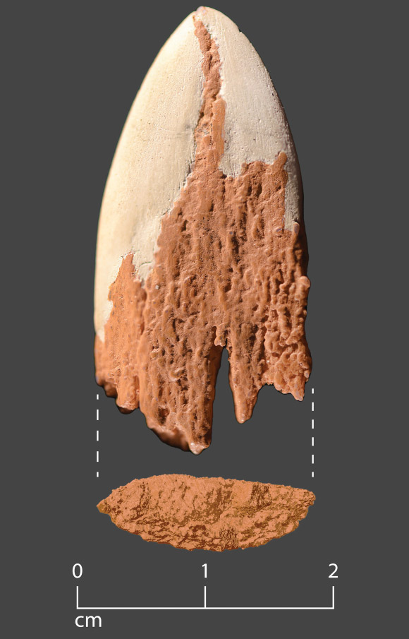 13,900-Year-Old Projectile Point Found in Washington