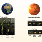 Genetically Modified Rice Could Actually Grow in Martian Regolith, New Study Suggests