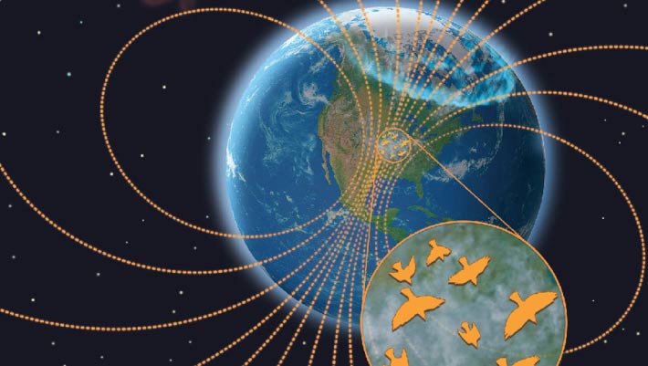 Severe Space Weather Events Disrupt Nocturnal Bird Migrations, Researchers Find