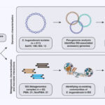 Biologists Find Mutated and Genetically Distinct Strains of Multi-Drug Resistant Bacterium on ISS