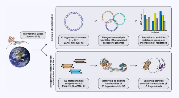 Biologists Find Mutated and Genetically Distinct Strains of Multi-Drug Resistant Bacterium on ISS